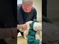 Cute Tiger Cat With Fixing Of Back And Neck Pain Chiropractic 