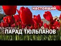 НАСТОЯЩИЙ ПАРАД ТЮЛЬПАНОВ! Мы посетили Никитский ботанический сад в Ялте. В Крым пришла весна.