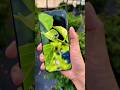 Mobile DSLR Camera secret setting #trending #viral #dsIr #camera #shortvideo #shorts