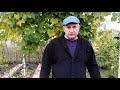 Ранняя обрезка и укрытие винограда осенью в Подмосковье