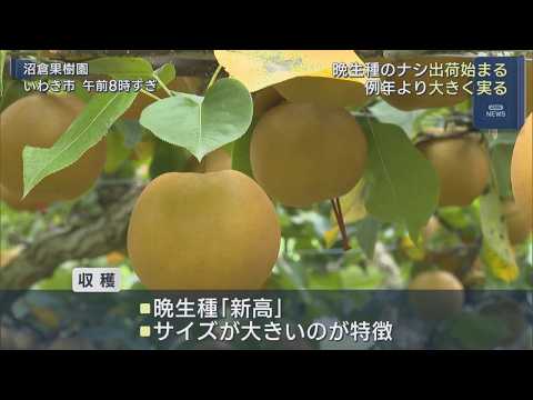 Shipments of "Niitaka" Pears Begin in Iwaki City: Big Autumn Delights to be Harvested Through Mid...