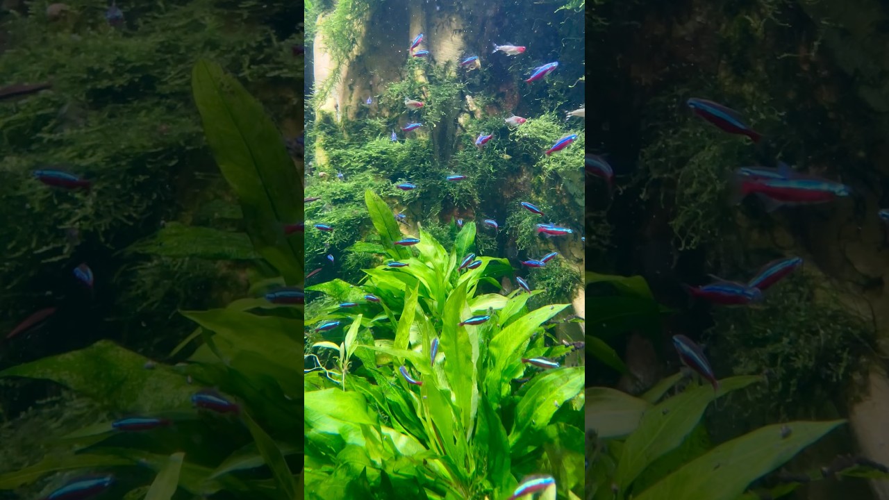 some Cardinal tetras swimming around. Saw this tank at the Newport Aquarium. #fishtank #aquarium