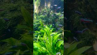 some Cardinal tetras swimming around. Saw this tank at the Newport Aquarium. #fishtank #aquarium