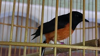 murai batu bisu, gimana cara membuatnya berbunyi... screenshot 5