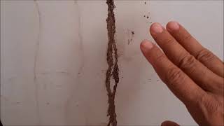 Elimine Termitas En Casa Con Alcohol Al 70%