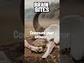 Trivia Time - Extinction Event