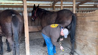 Barn manners for my mules: our daily routine