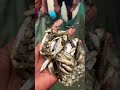 bobolfish #viralvideo #fishing #fish #trendingshorts #shortsvideo #shorts #localfish