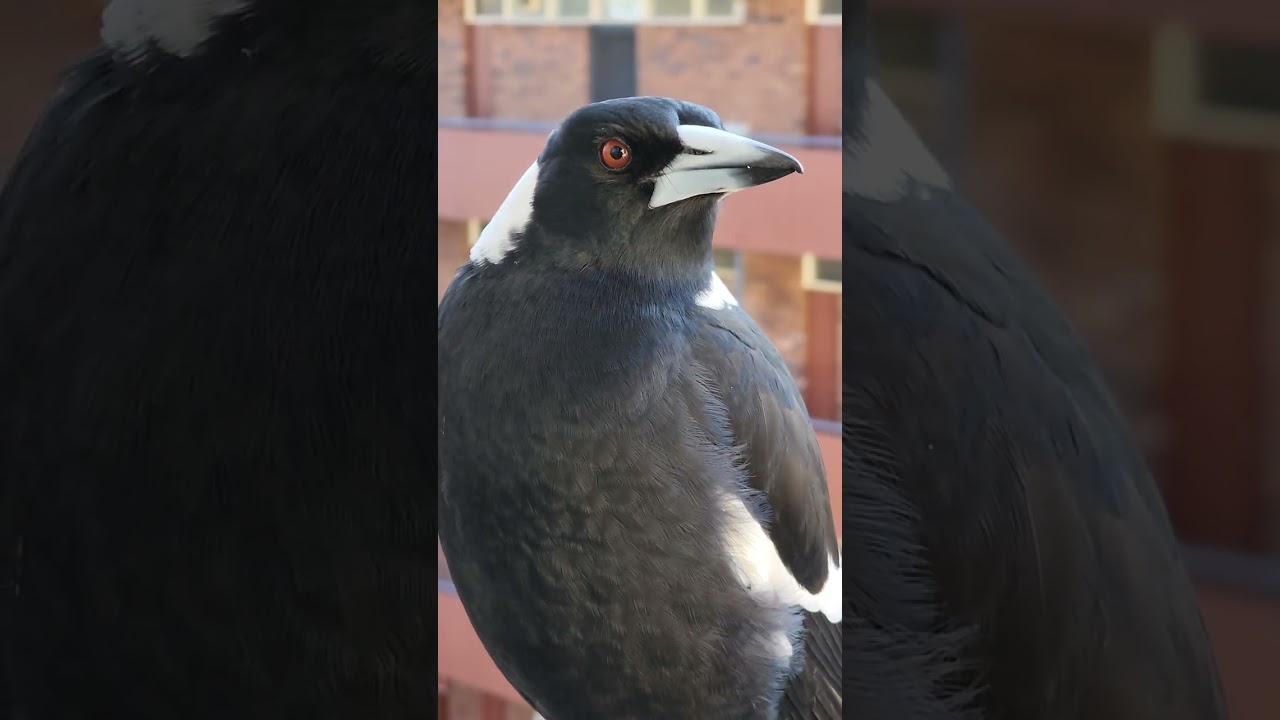 Beautiful Australian Magpie closeup 🥰 - birds on the balcony.