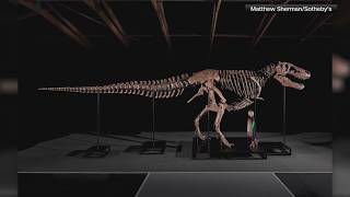 Gus the T. rex could fetch $30 million at auction