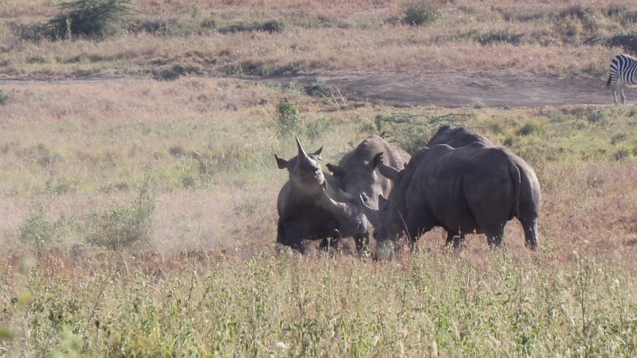 An imposter in the herd