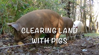 CLEARING LAND WITH FREE RANGE PIGS PART 1