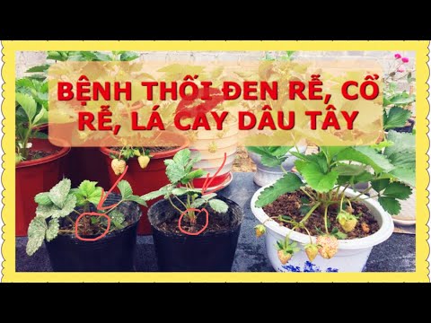 Video: Thông tin về cây dâu tím - Tìm hiểu về cách trồng dâu tây tím trong vườn