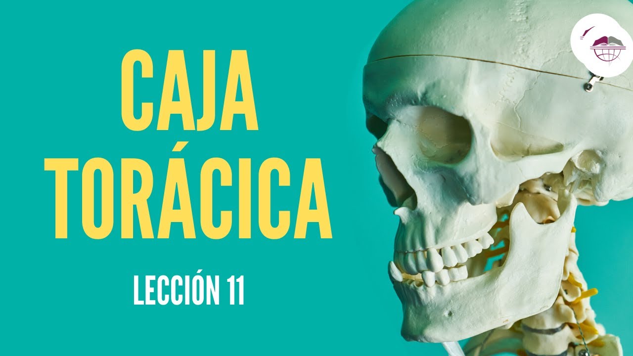 la primera costilla con que vertebra se articula la primera costilla con que vertebra se articula