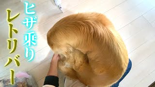 すぐヒザに乗ってくるレトリバーまる