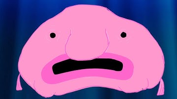 The Blobfish dance song - Extended 1 hour version | TCAT