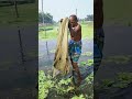Fishing By Village Fisherman #fishing #ytshorts