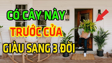 TRỒNG NGAY Cây Này TRƯỚC CỬA Nhà Gia Chủ Sẽ Giàu Sang 3 Đời, Tiền Bạc Kéo Vào Ầm Ầm Đếm Không Xuể