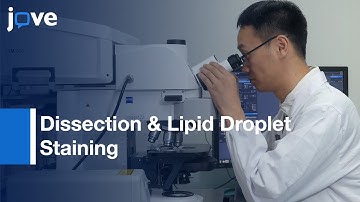 Dissection & Lipid Droplet Staining: Oenocytes In Drosophila Larvae l Protocol Preview