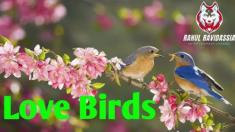 4K HDR Video-birds videos for kids | Beautiful Lovebird | Budgies and Cockatiel Birds | Rahul R