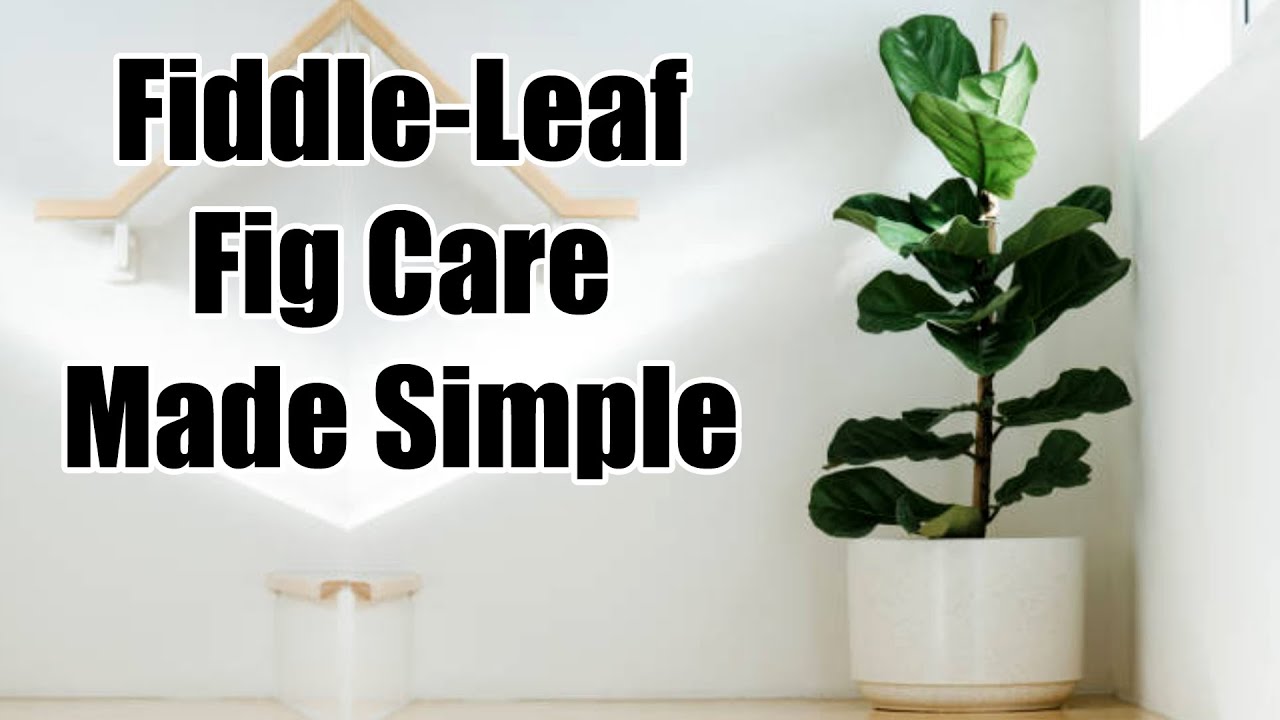 Leaf Love: Fiddle-Leaf Fig Care Made Simple