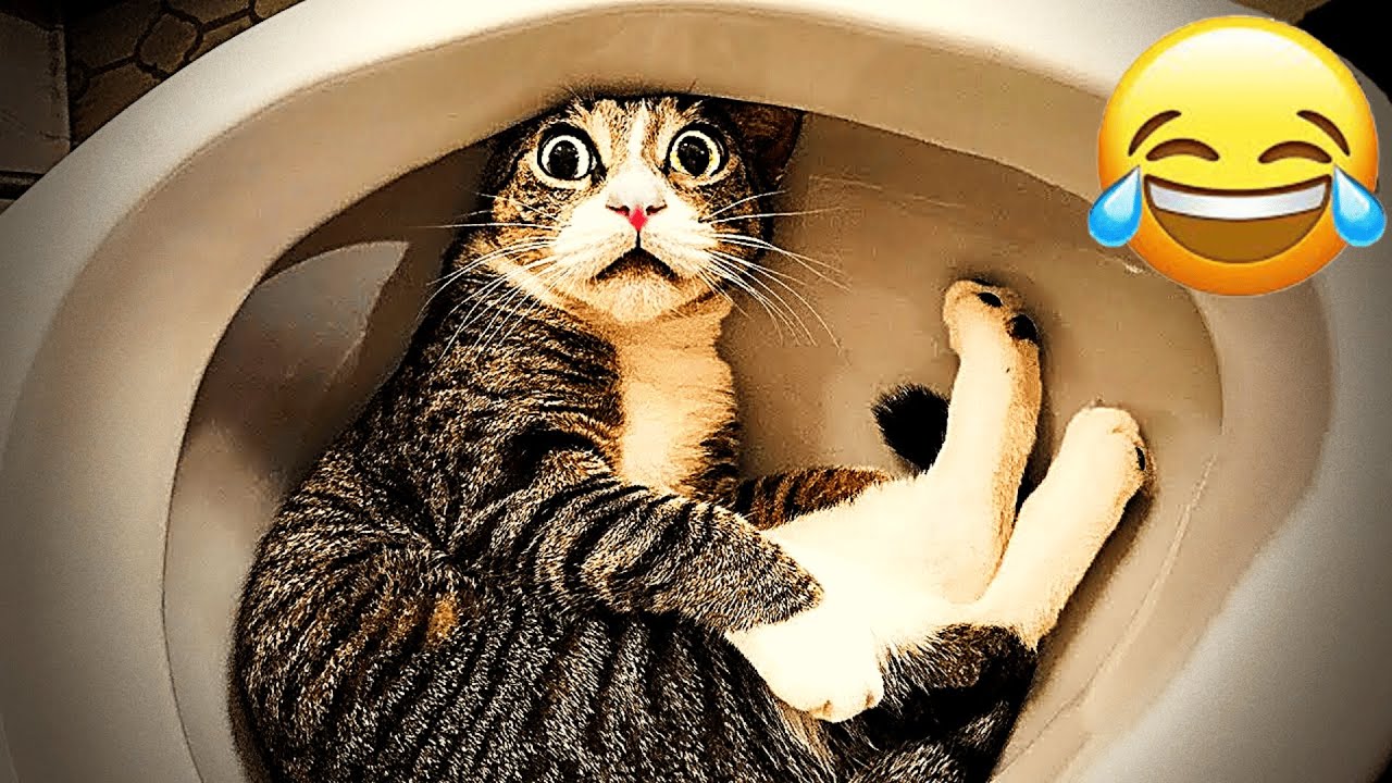 You Laugh You Lose 😺 Funniest Cats and Dogs 2026😂 Part 8