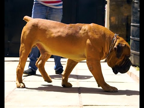 BOERBOEL GIANTS AT PAW FARM,DOG TV KENYA EPISODE #shorts