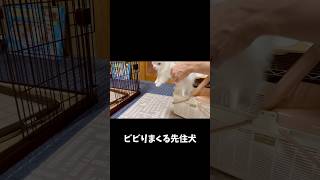 【お迎え初日】帰宅したら家に子犬が!先住犬の反応が面白すぎる #dog #犬のいる生活 #ポメラニアンのいる生活 #多頭飼い #お迎え #funnydogs