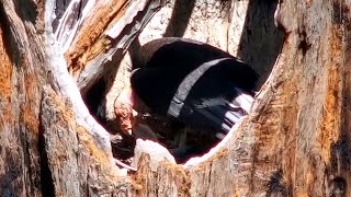 Big Sur Condors🐦Redwood Queen & Zenith Welcome New Chick To The World!🐥Explore.org 2024-05-08