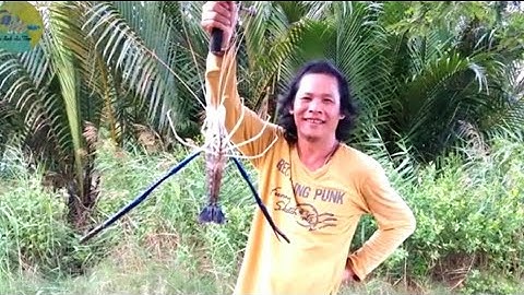 Câu tôm càng xanh khủng trong bụi dừa ở gò công được 1 ký 4 tôm