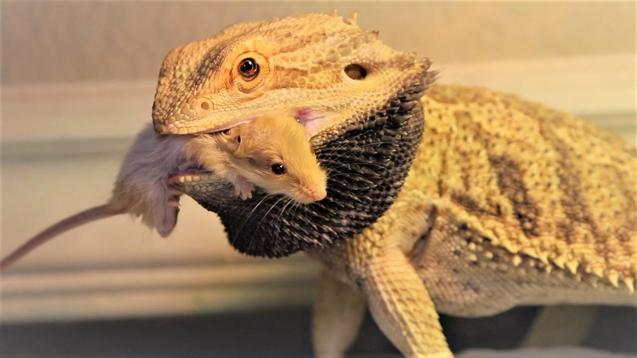 Can Bearded Dragons Eat Mice?