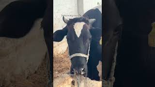 dehorning tool Veterinary #FarmTools #Livestock #शेती #FarmingMarathi #गाय #म्हैस #IndianFarmer
