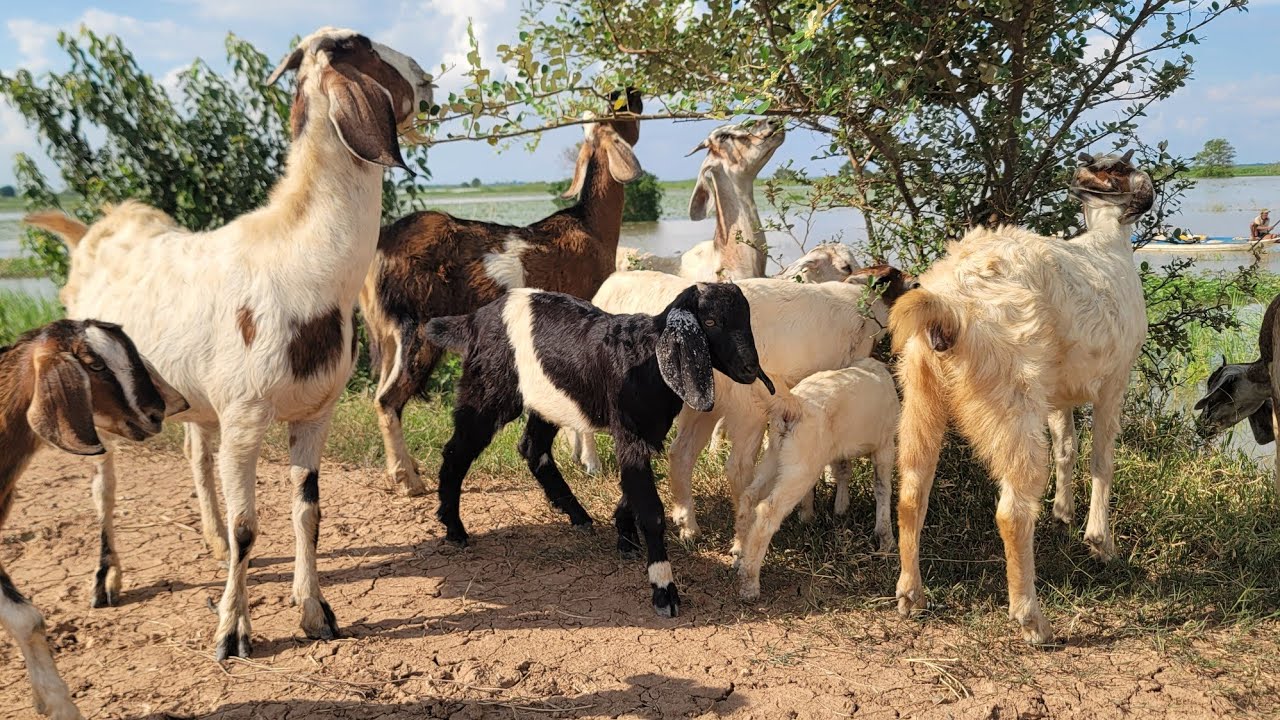 Goats are raised naturally, eating grass and agricultural waste.
