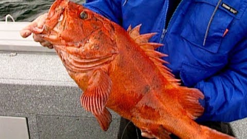 First-Class Fishing in Remote Alaska: Waterfall Resort, Part 2