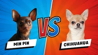 Miniature Pinschers vs Chihuahuas  Which is Better? Dog vs Dog