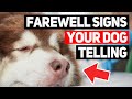 10 Signs Your Dog Is Saying Their Last Goodbye