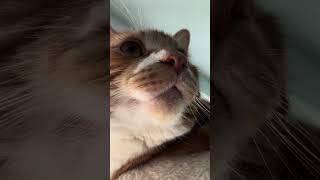 Isn’t that right? #question #cats #catvideos #cute #mystery