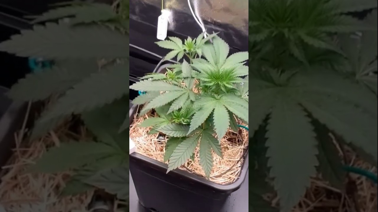 Taho OG Kush und Gelato in Living Soil