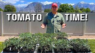 Can 100 Tomato Plants Make Money? How to Setup Production in the Backyard