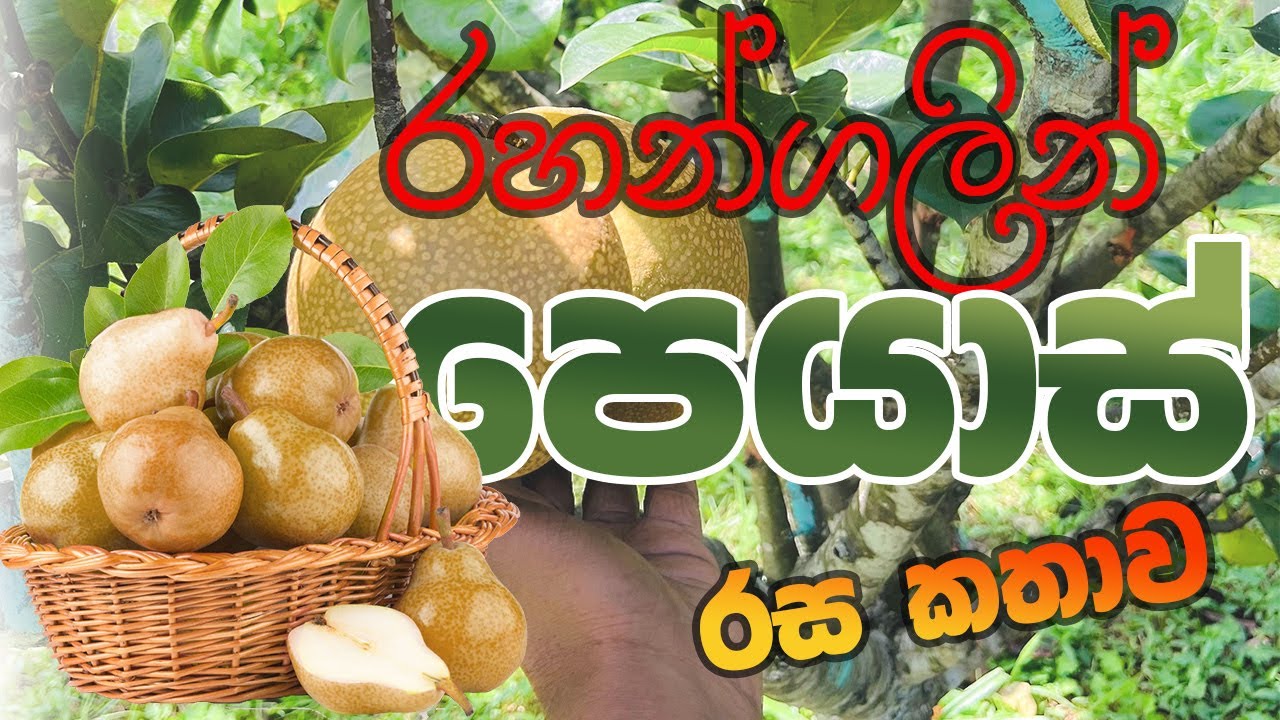 Rahangala Green pears | රහන්ගල පෙයාස් | Krushi Radio