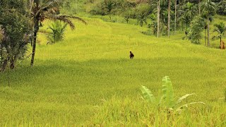 SALUANG KLASIK MINANG ||judul lagu LAWANG LAMO||