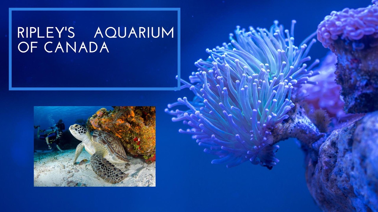 Ripley`s Aquarium of Canada,Toronto