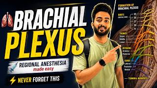 Brachial Plexus Anatomy Explained with Cadaver Images | Regional Anesthesia Made Easy