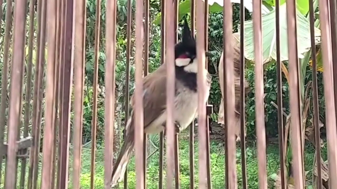 ลูกนกกรงหัวจุกวัยหัดร้องเพลง 3-4-5 ปากเบาๆ ร้องทั้งวัน