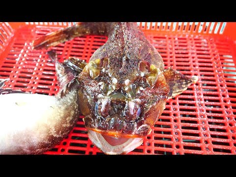 삼식이 회 손질 fish <strong>fillet</strong>
