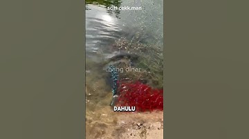 mengharukan😭RIBUAN ANAK TOMAN MENJEMPUT INDUKNYA‼️