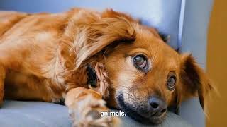 The Pure Joy of Petting Animals (Goodbye Stress!)