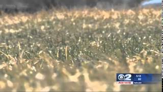 FDA Approves New Pill for Grass Allergies