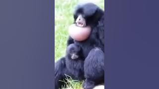 suara siamang memanggil  pasangannya#shots#siamang#shortvideo#viralvideo