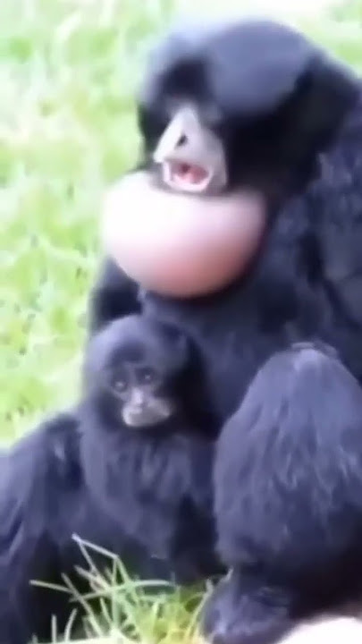suara siamang memanggil  pasangannya#shots#siamang#shortvideo#viralvideo